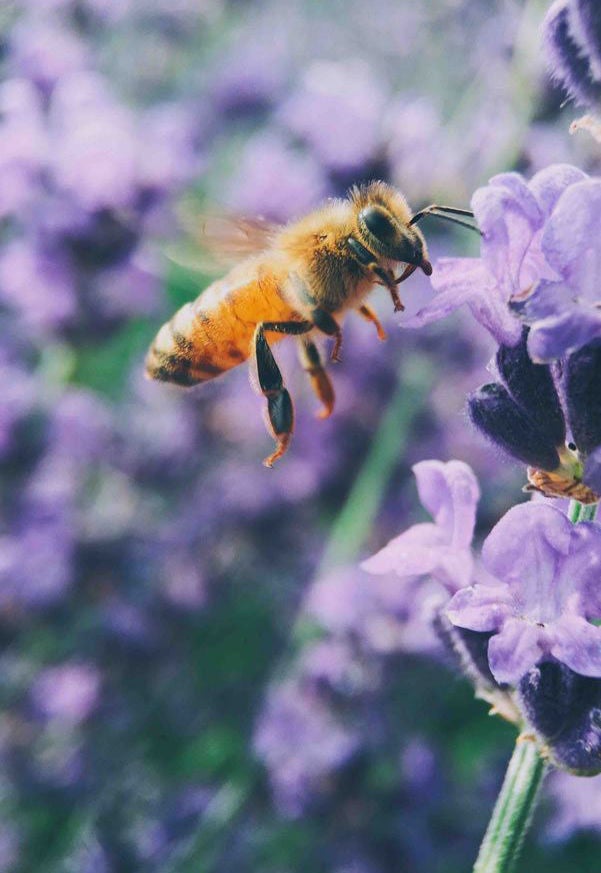ape su fiori melliferi